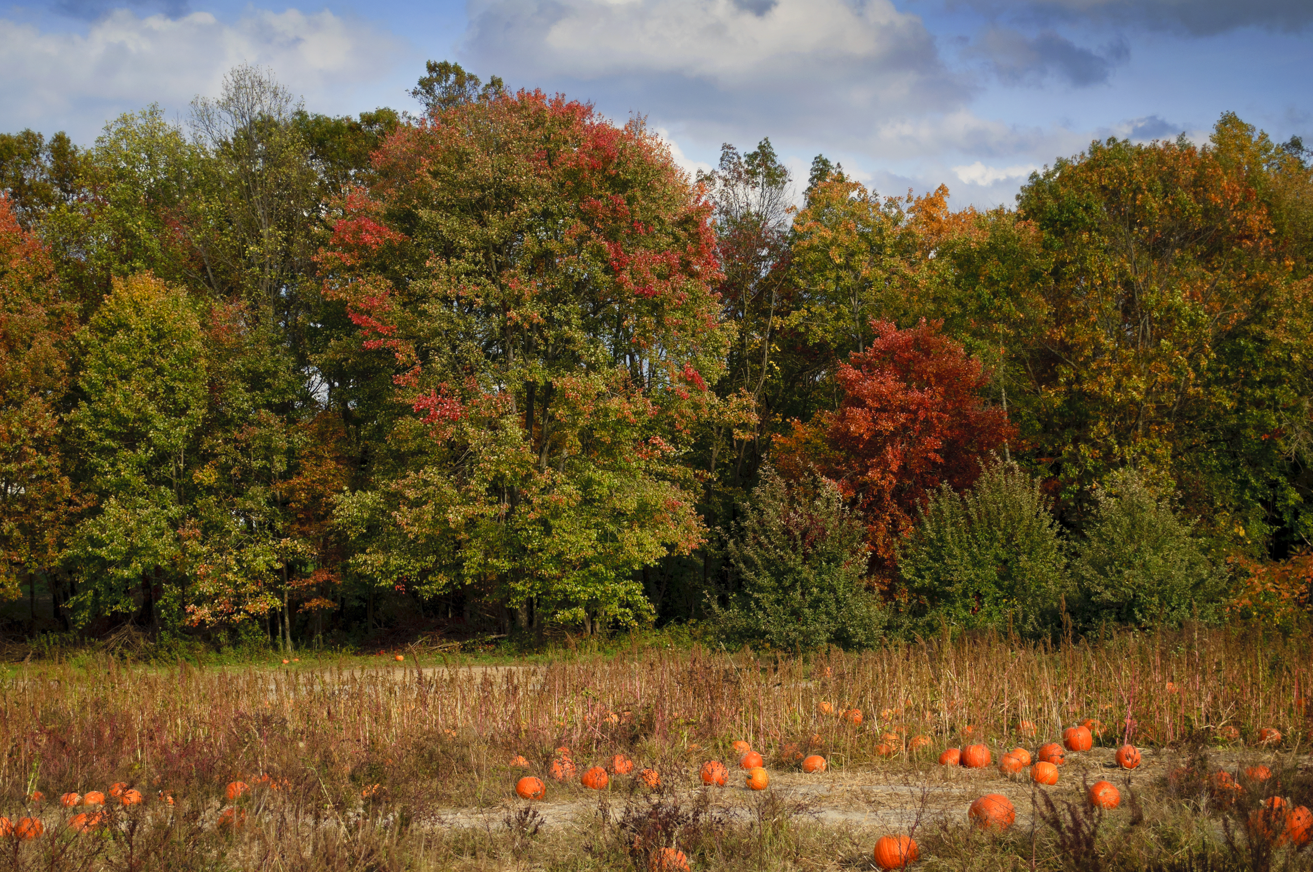 Fall at Styer Orchard