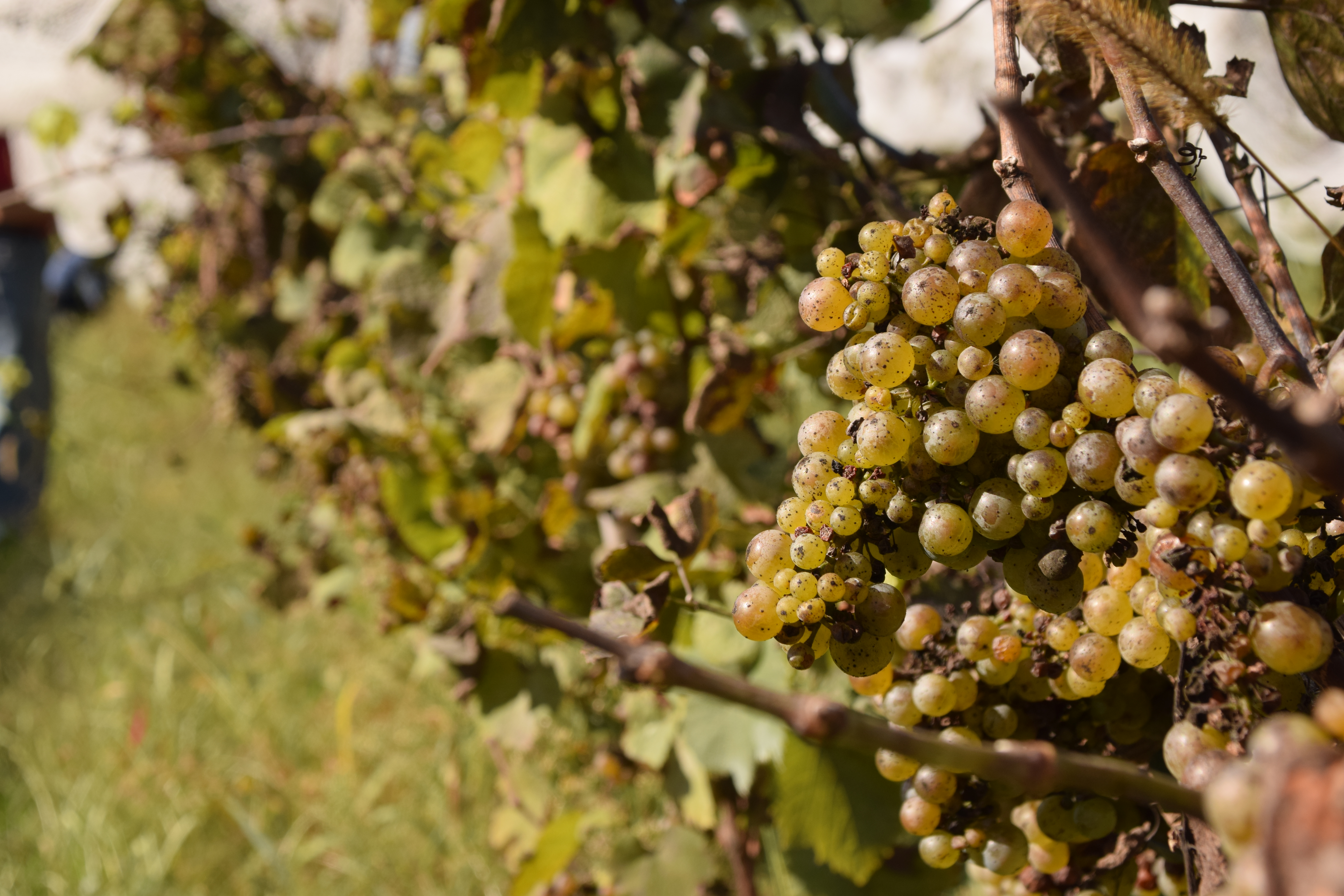 Grapes at Wycombe Vineyards