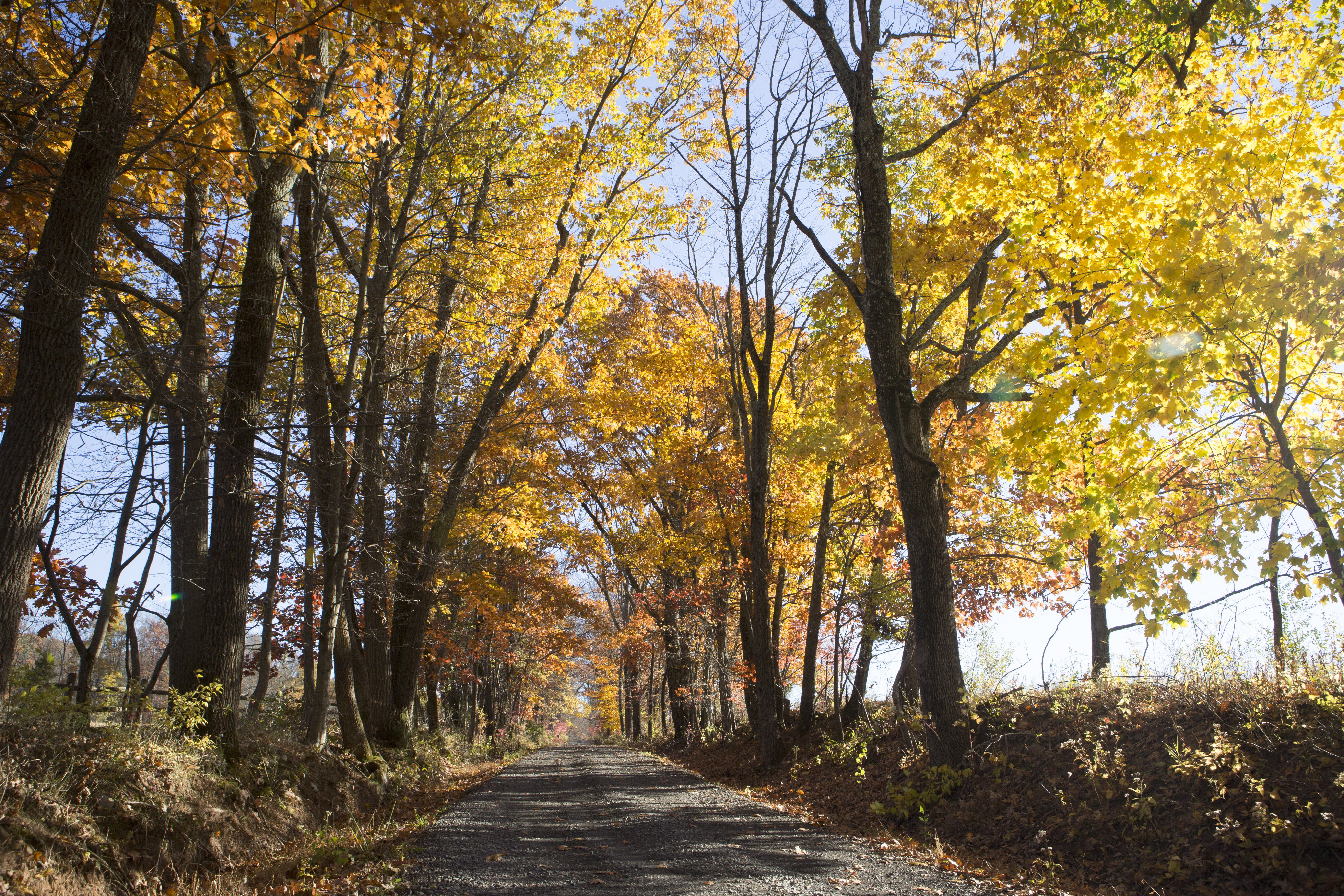 Fall foliage on back road