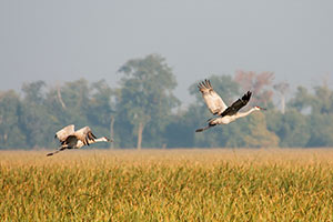 Sandhill Cranes - Jasper-Pulaski Fish & Wildlife Sandhill Cranes - Jasper-Pulaski Fish & Wildlife