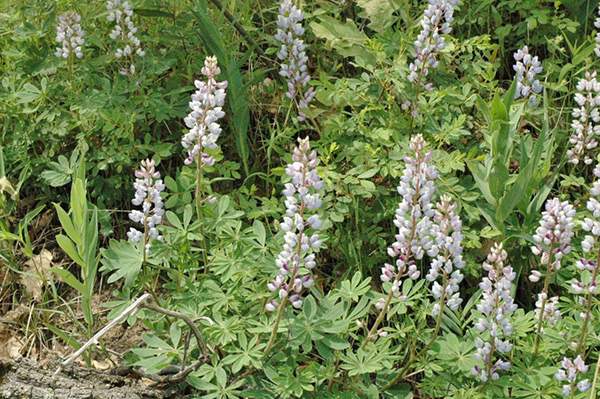 Wild Lupine at Miller Woods, Indiana Dunes