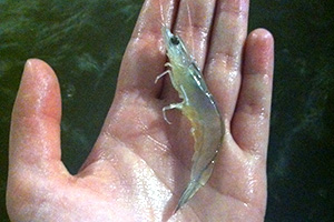 Shrimp closeup JT Shrimp in hand