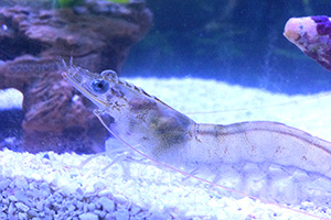 Shrimp are transparent JT Shrimp in tank