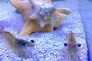 Shrimp in a fish tank JT Shrimp in a fish tank