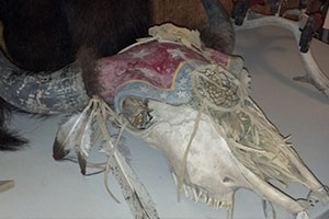 Painted bison skull Painted bison skull - Broken Wagon Bison Hobart