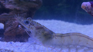 JT Shrimp - Wheatfield JT Shrimp - Wheatfield