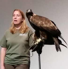 Golden Eagle Indiana Dunes Birding Festival