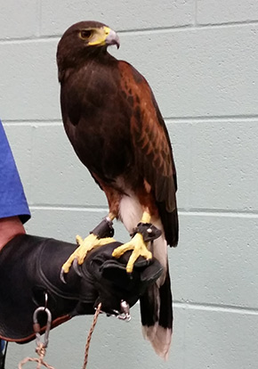 Harris Hawk Indiana Dunes Birding Festival