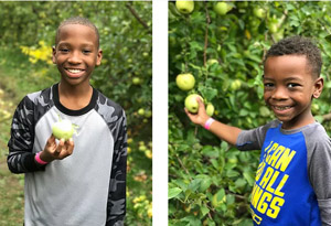 Picking apples in the orchard