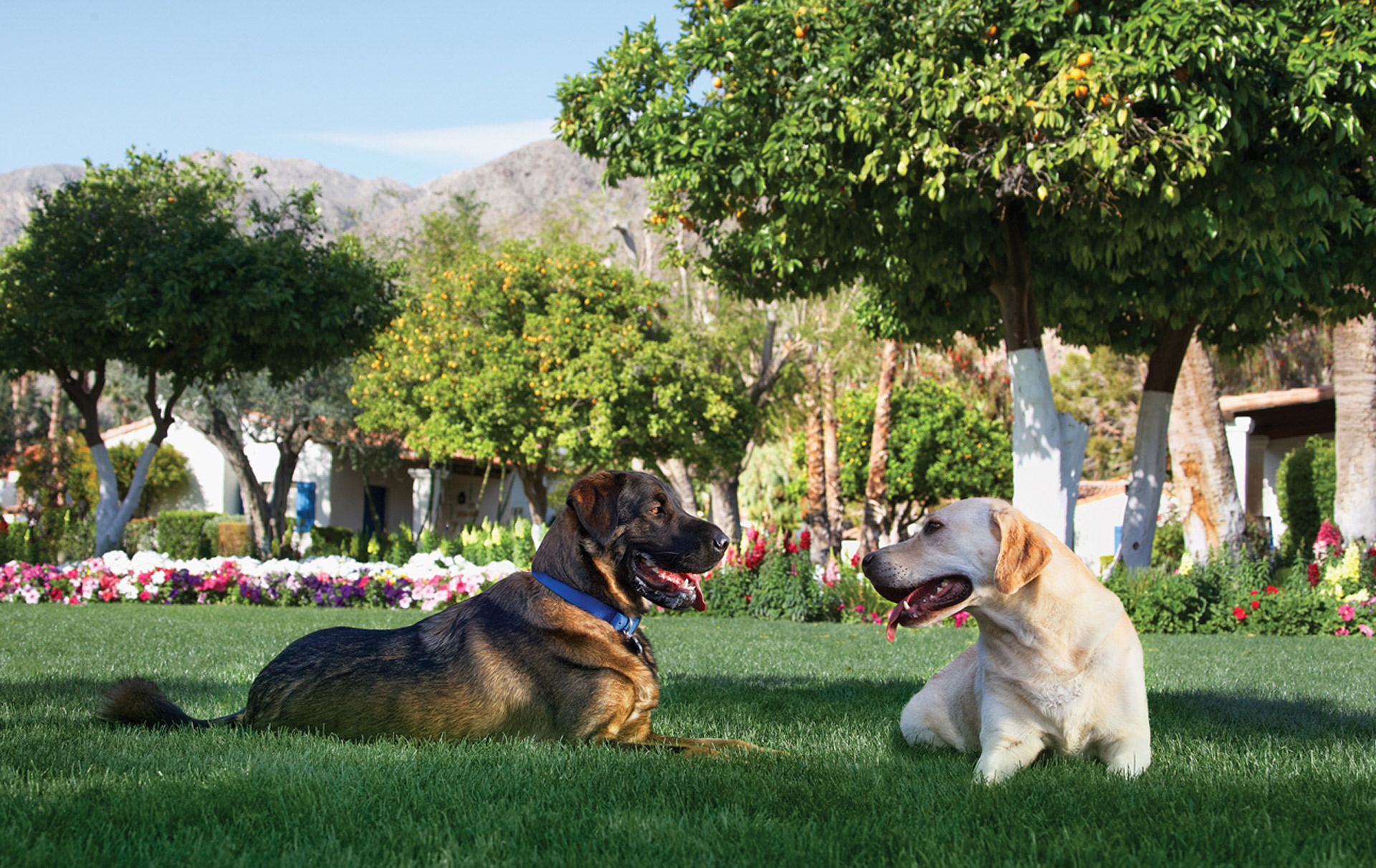 A Doggone Good Vacation in Greater Palm Springs