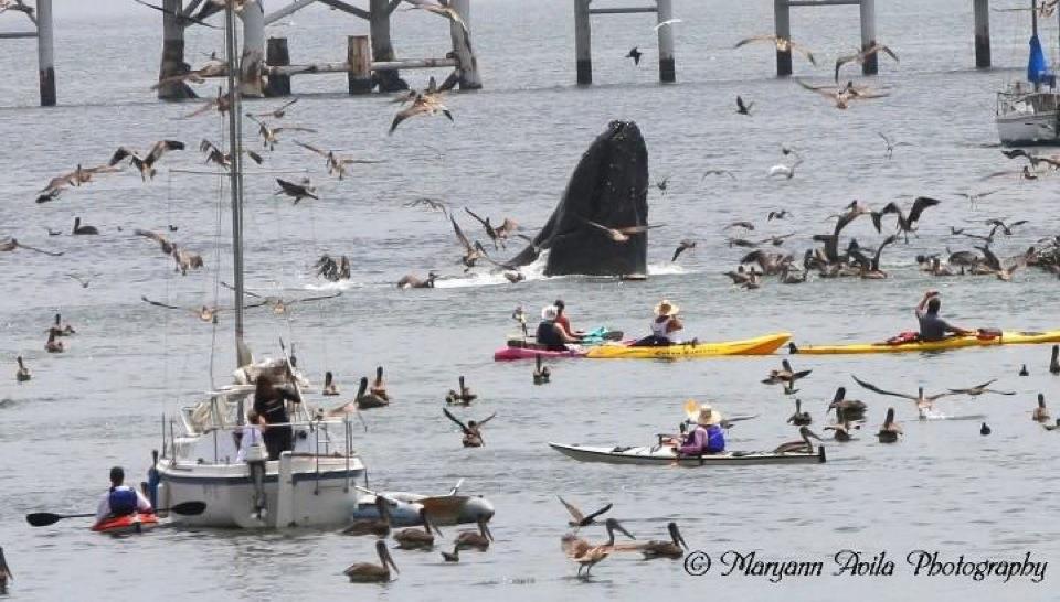 Avila Beach Whale