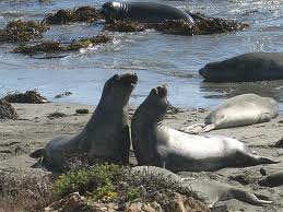 elephant seals