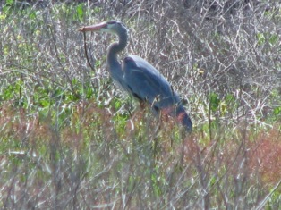 birding san luis obispo county