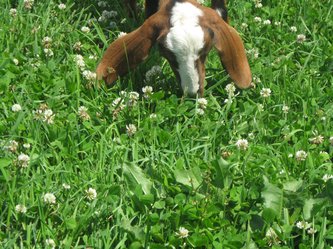 Happy Acres Goat Farm