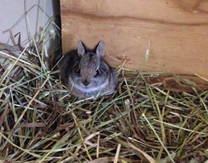 Baby Cottontail Rabbit
