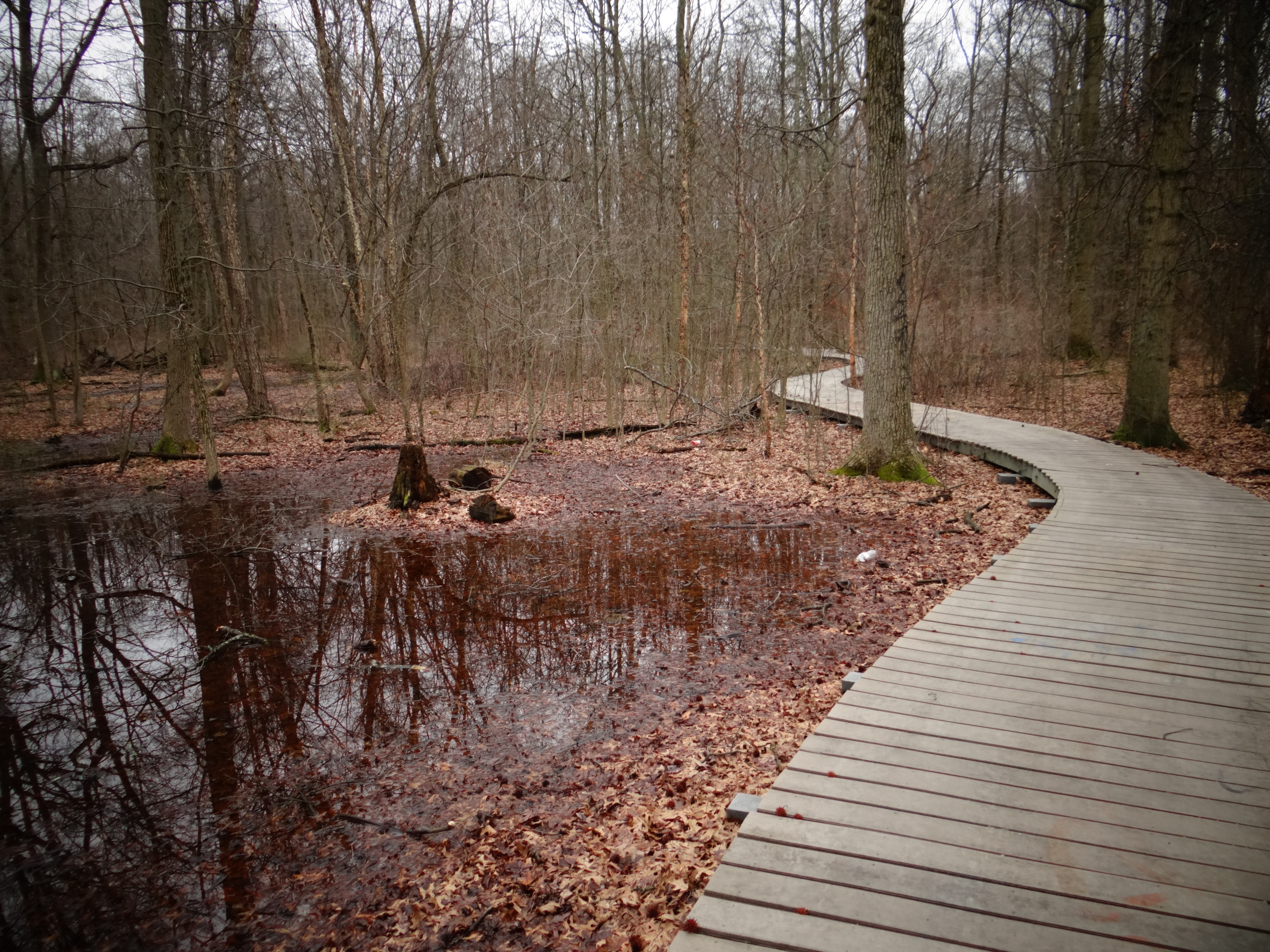 Delhaas Woods Boardtrail