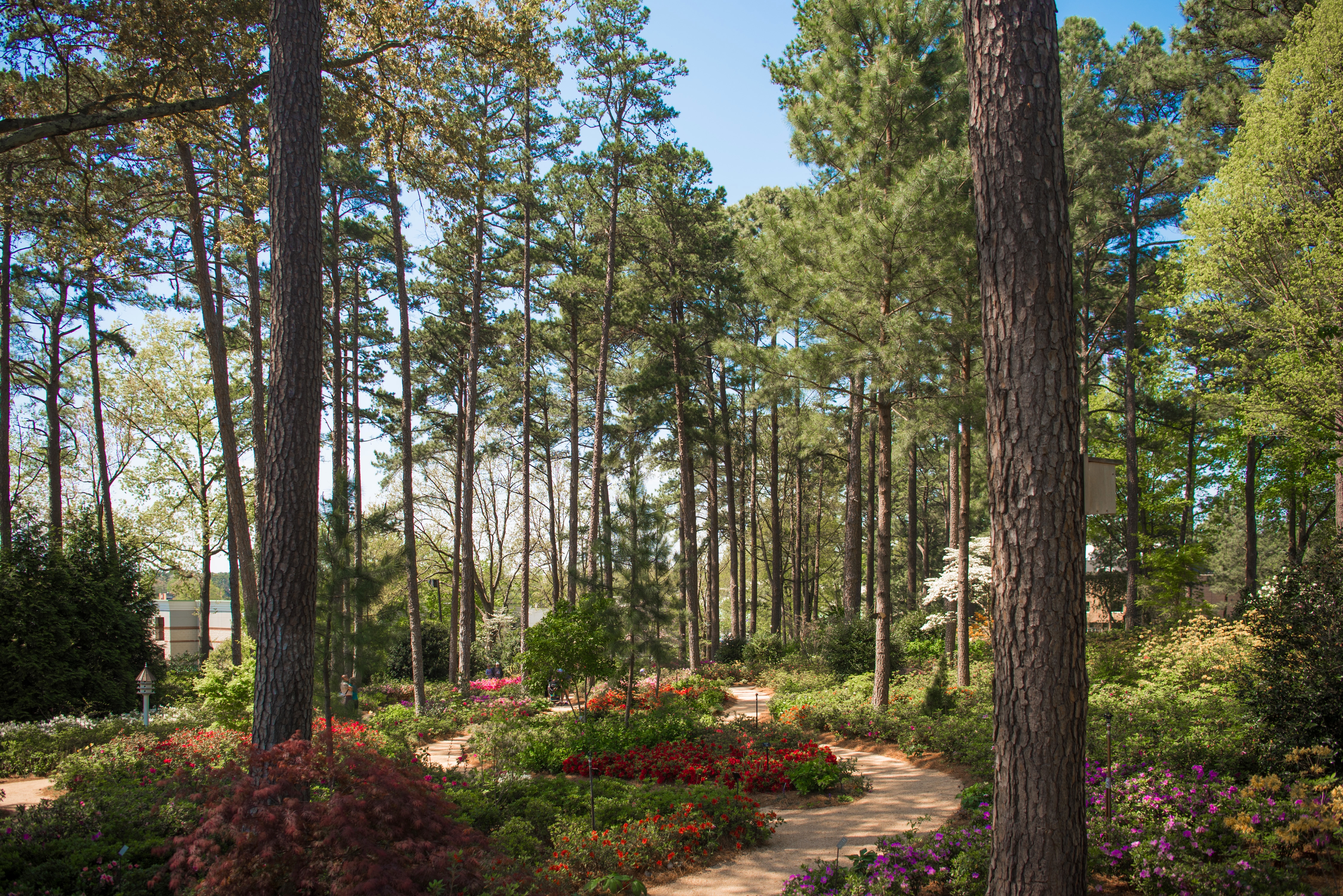 WRAL Azalea Garden