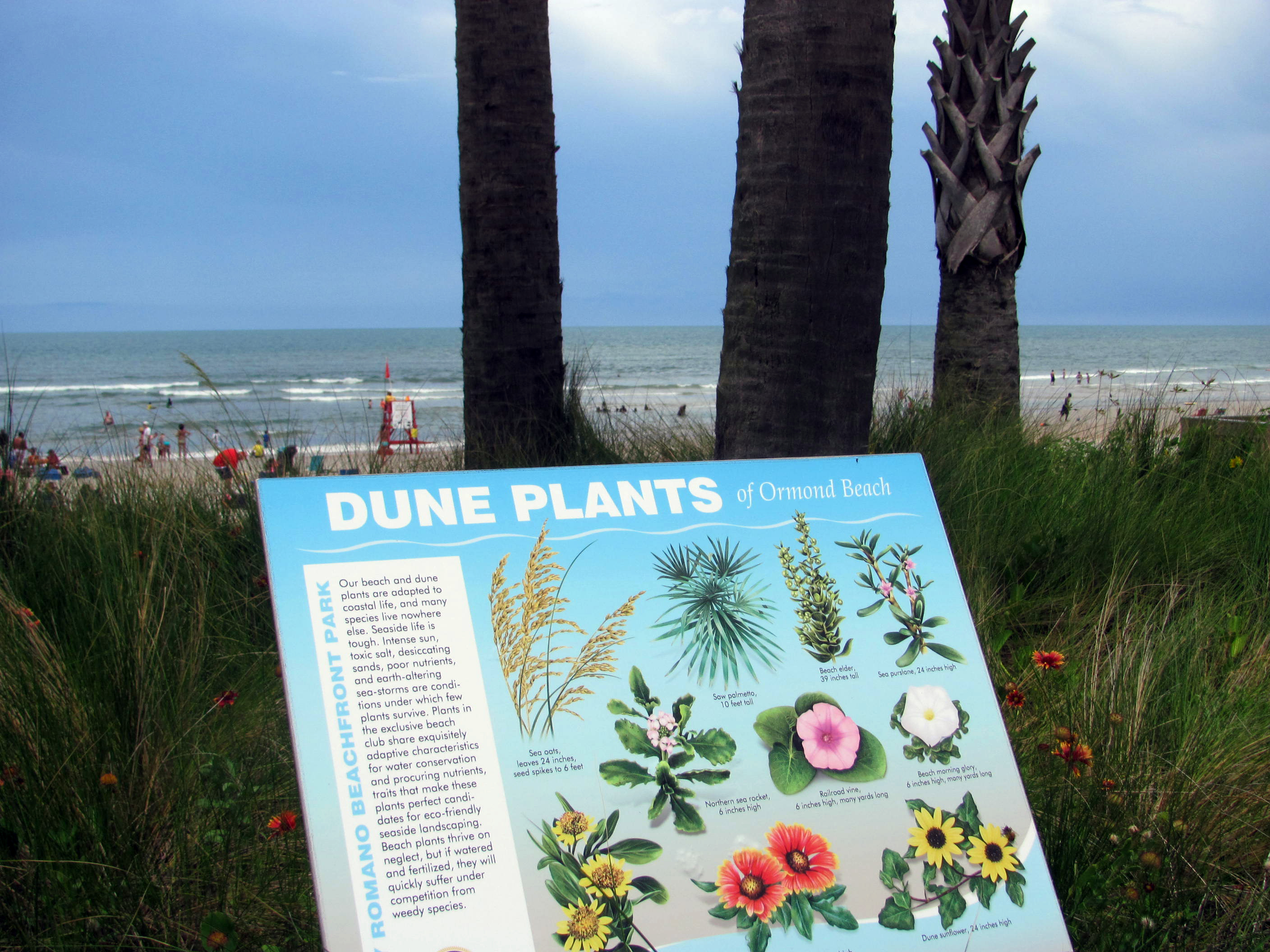 Andy Romano Beachfront Park