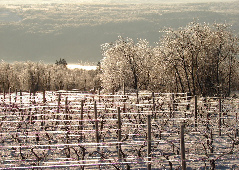 Winter Vineyard and Lake View courtesy of Jake Cornelius