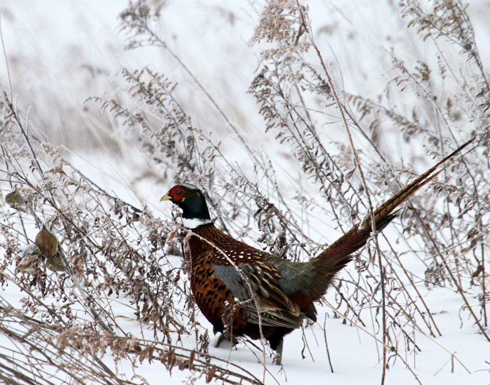 Winter Pheasant courtesy of Bob Magee