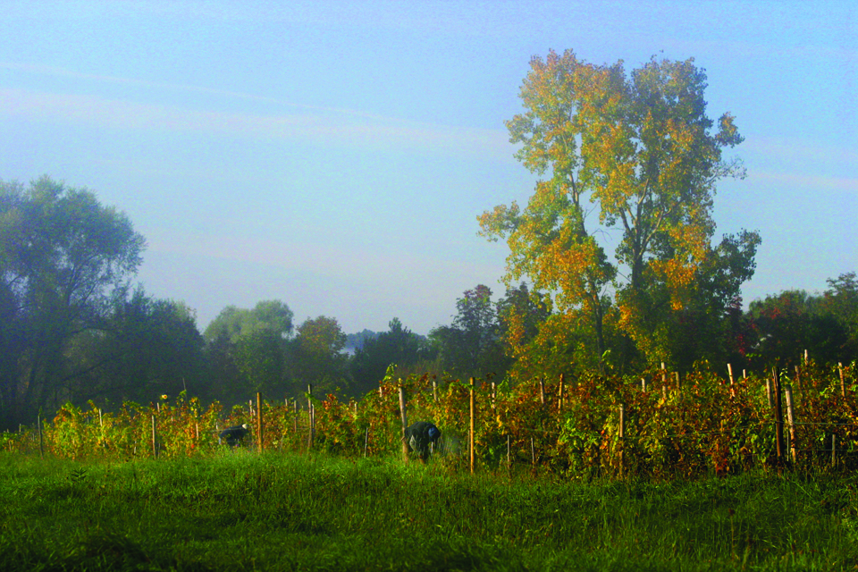 Picking Grapes in Vineyards - courtesy of Nicole Young