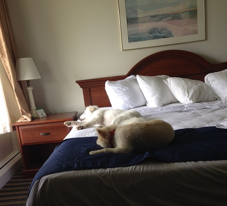 Baxter & Kosar napping on our comfy bed at Lodge on the Green
