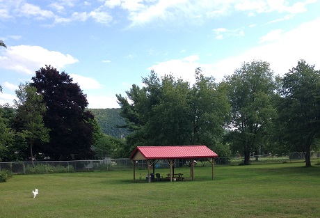 Dog Park at Happy Tails Daycare & Pet Resort. (That white blur on the left is Baxter.)