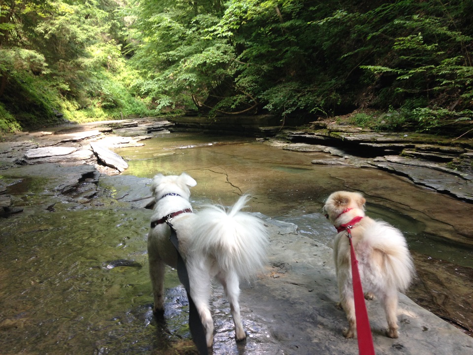 Baxter and Kosar on the Gorge Trail