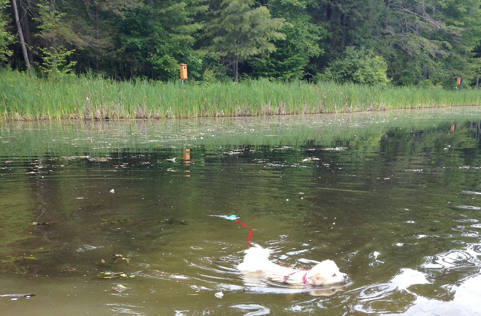 Kosar cooling off in Amelia Pond at Spencer Crest Nature Center