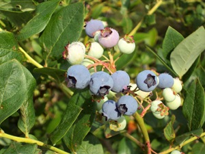 Parkland Berry Farm