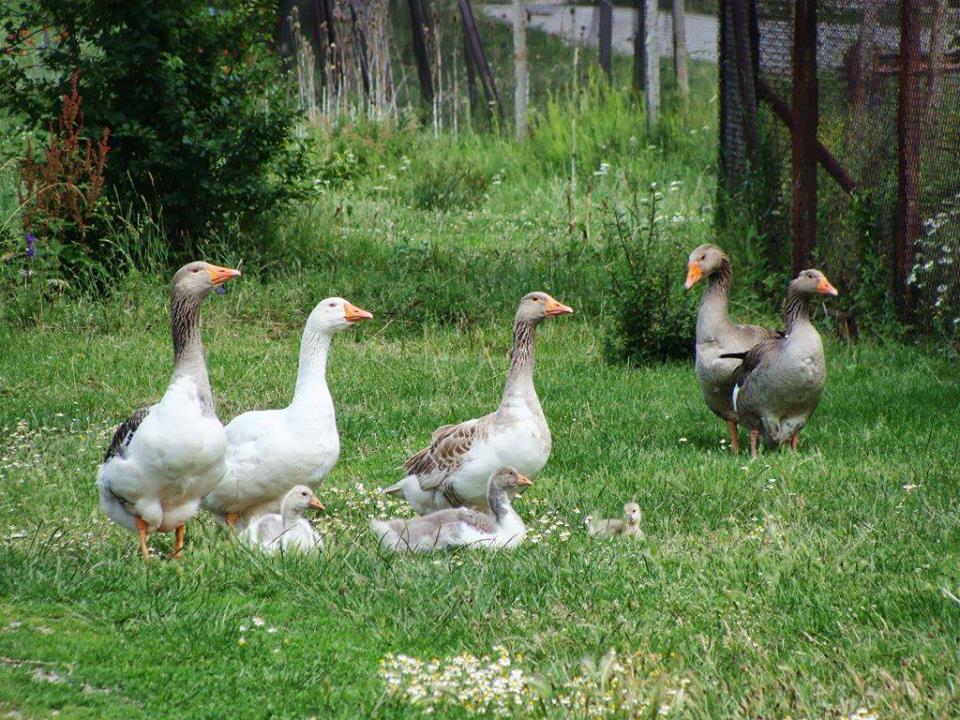 all-about-ducks-geese-1