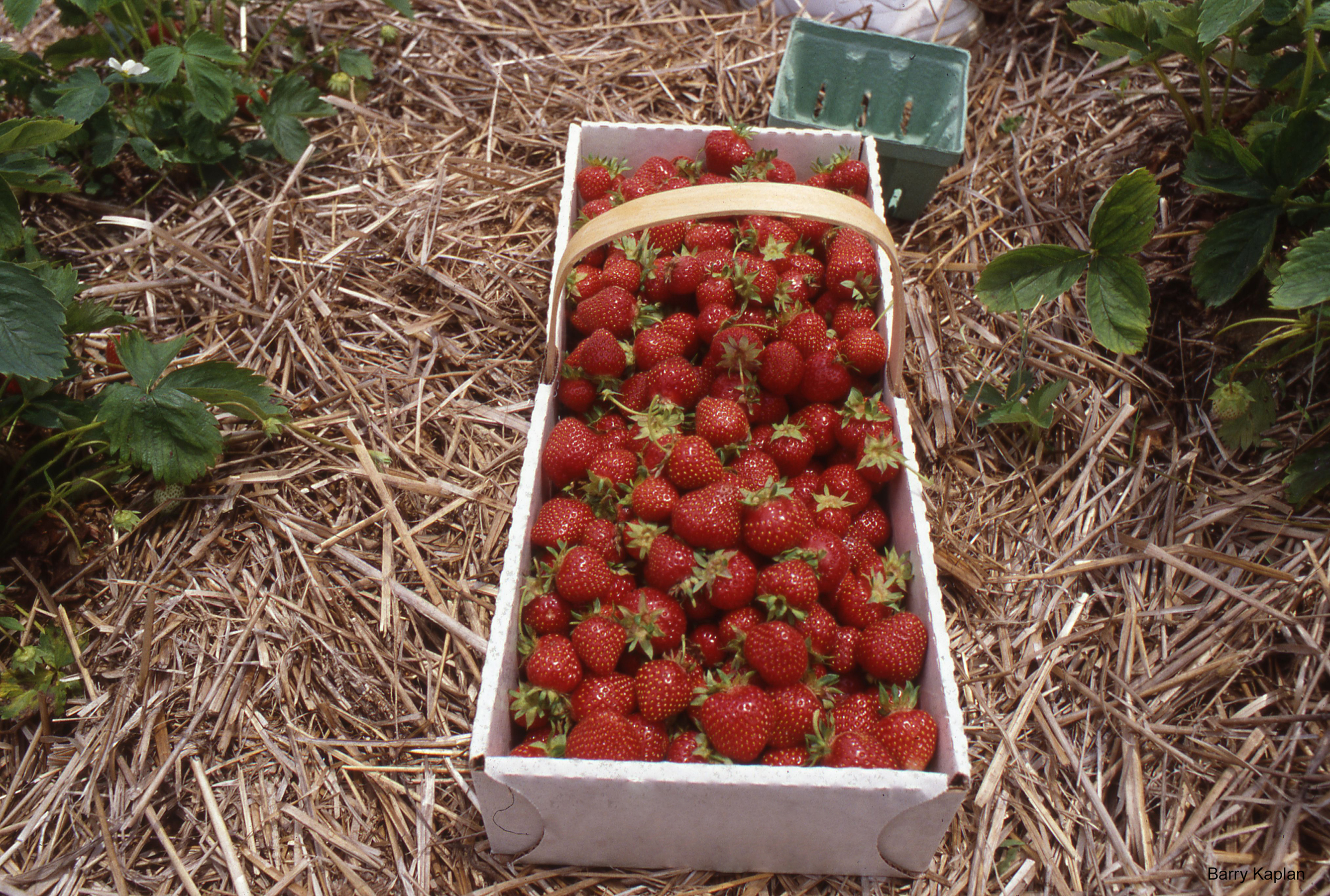 Exeter-Strawberries - Barry Kaplan