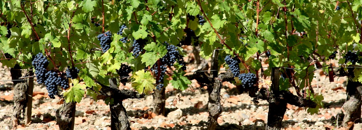 From_Vine_to_Wine_Cabernet_1170x420