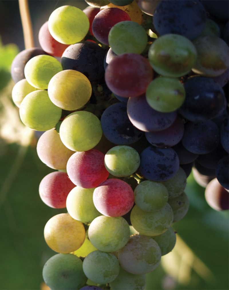 From-Vine-to-Wine_South-American2