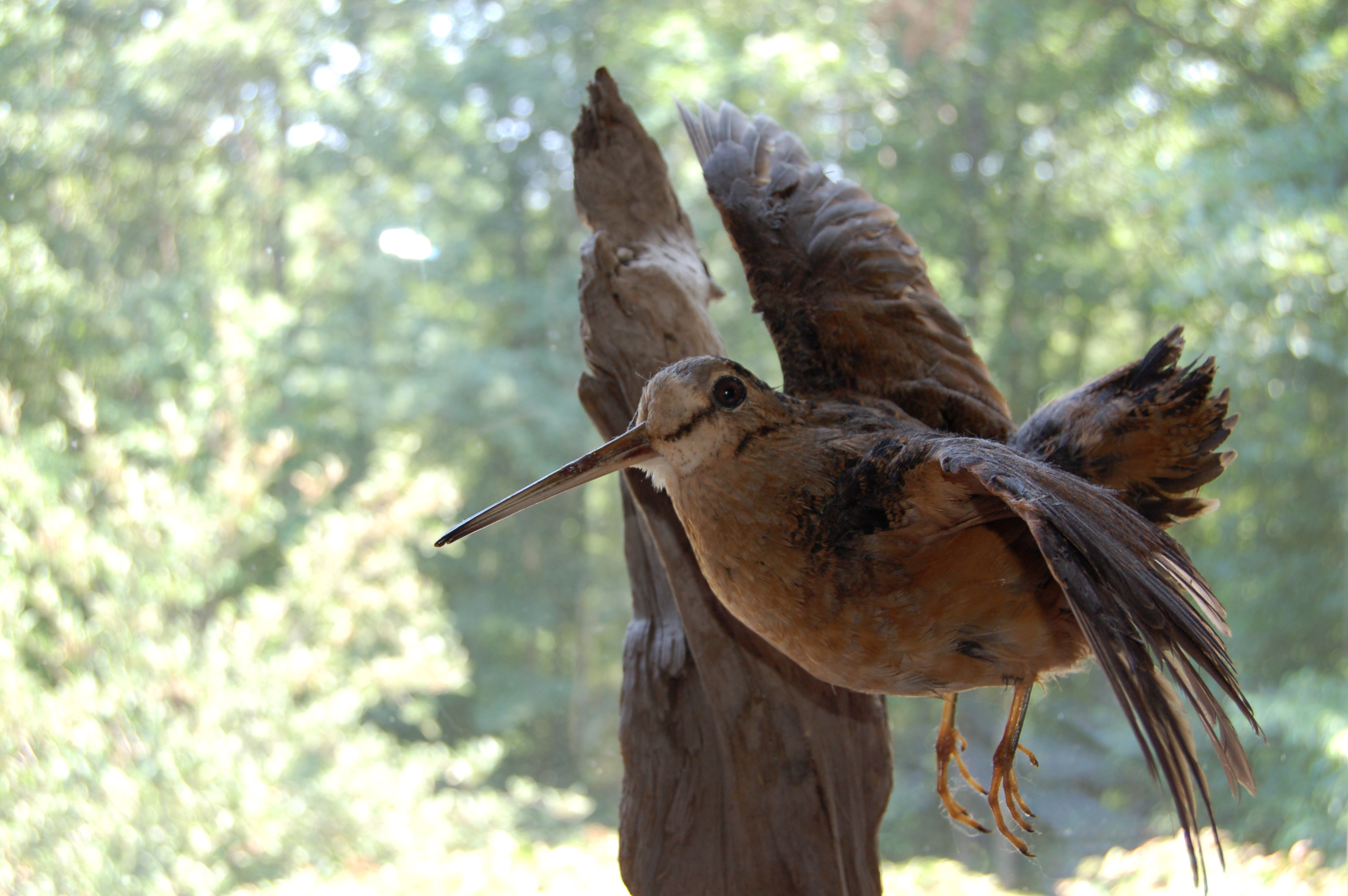 Woodcock. Вальдшнеп птица. Американский вальдшнеп птица. Целебесский вальдшнеп.