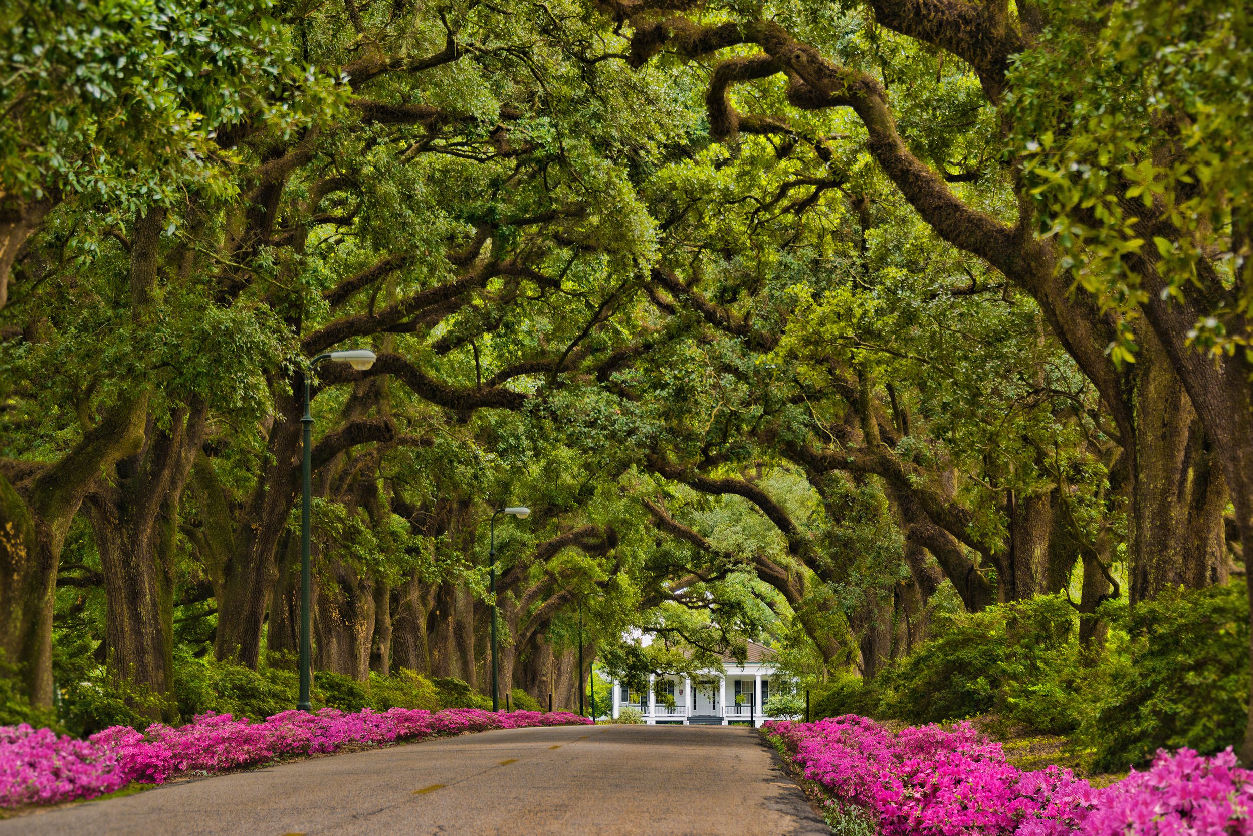 Avenue of Oaks - Spring Hill College