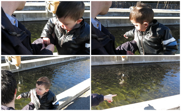 Feeding the fish at the NYS Fish Hatchery Feeding the fish at the NYS Fish Hatchery
