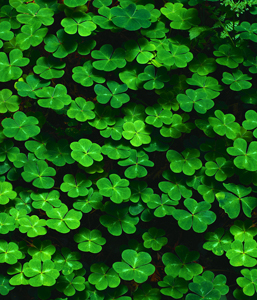 Shamrocks