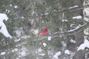 Cardinal in winter
