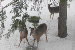 Deer in Winter