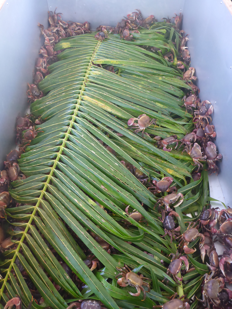 Coconut Crabs at the 6th Annual Malesso Crab Festival