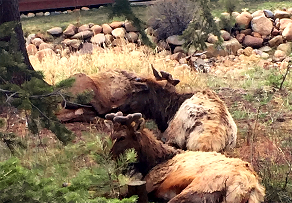 Estes Park Elk Estes Park Elk