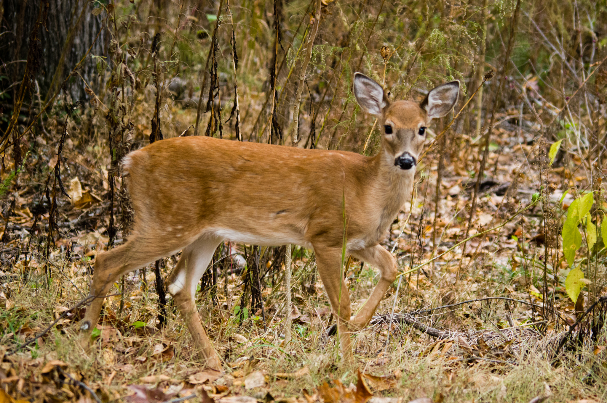 Take A Winter Hike On The Madison County Nature Trail On Green Mountain