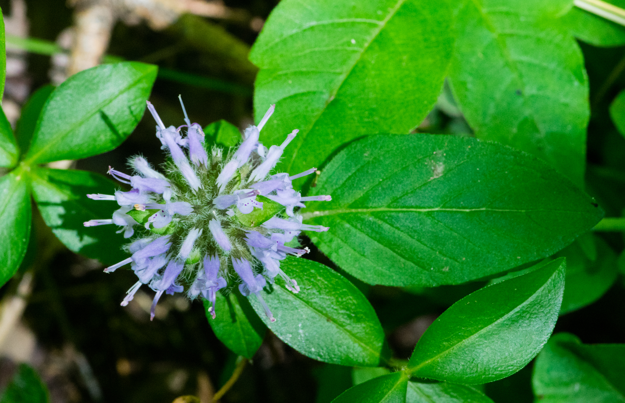 Summer Hikes: Wade Mountain