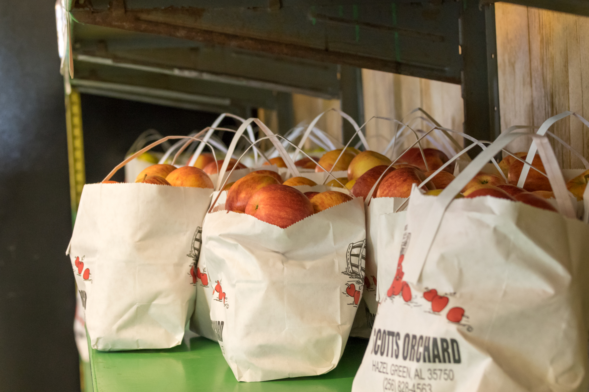 Pick your own apples at Scott's Orchard