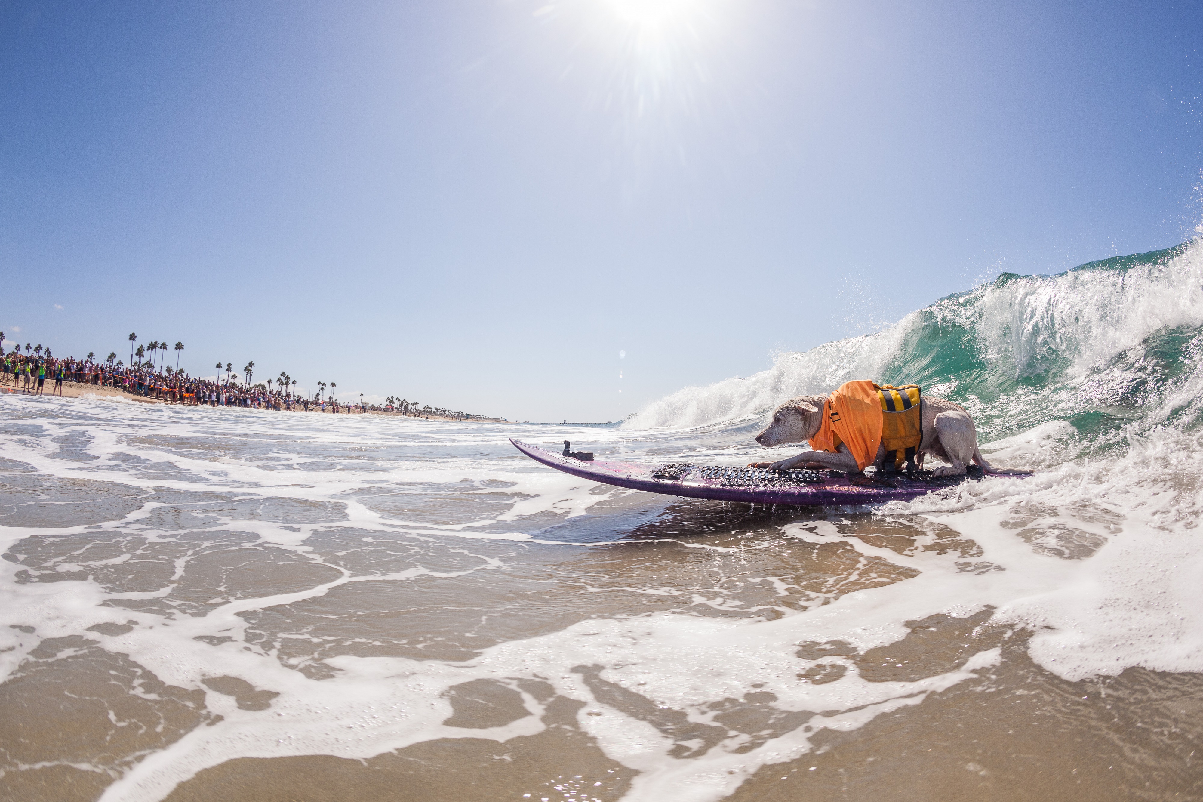 Surf City Surf Dog Competition in SURF CITY FAMILY CAMPGROUND Updated