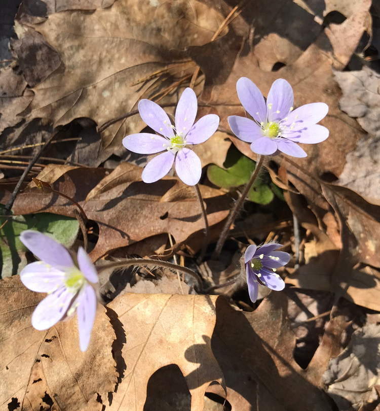 Hepatica