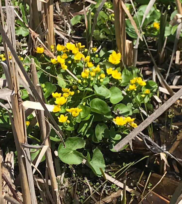 Marsh Marigolds