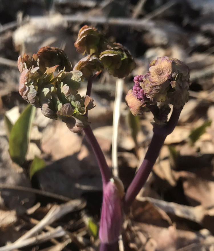 Meadow Rue