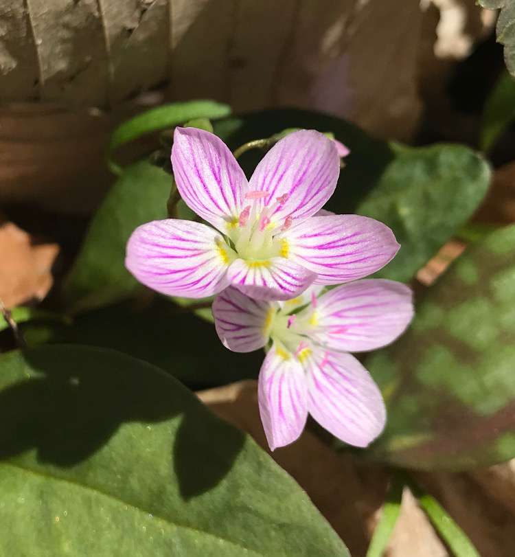 Spring Beauty